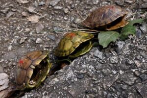 What Would A Dead Red Ear Slider Turtles Look Like? 6