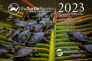 Where To Buy Red Eared Slider Turtle Calendars? 2