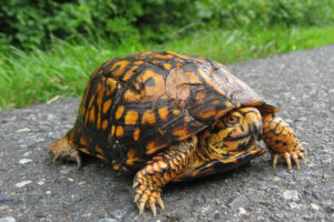 Are Eastern Box Turtles Poisonous? 2