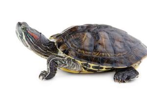 Is It Safe To Spay My Red Eared Slider Turtle? 1