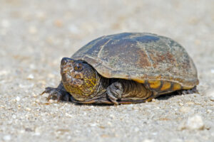 Will A Mud Turtles Eat Baby Red Ear Slider Turtles? 6