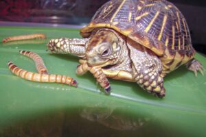 Do Box Turtles Eat Every Day? 9