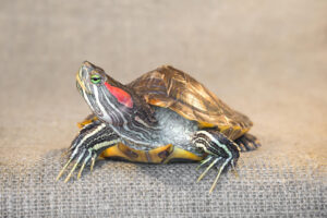 Why Red Eared Slider Turtle Are Good Pets? 4