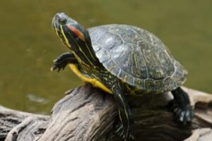 How To Surrender Red Eared Slider Turtle Phoenix Az? 6