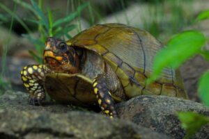 What Does A Three Toed Box Turtle Eat? 4