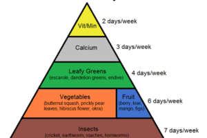 Can Box Turtles Eat Squash? 6