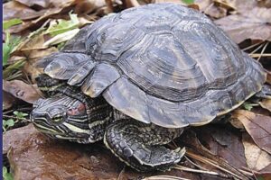 Are Red Eared Slider Turtles Illegal? 6