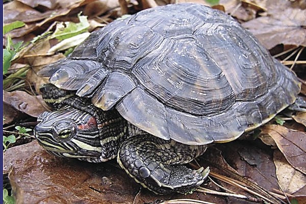 why-are-red-eared-slider-turtles-illegal