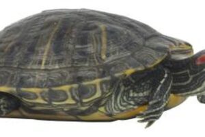 Are All Red Ear Slider Turtles Able To Live Together? 6