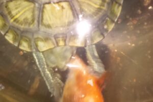 Will Red Eared Slider Turtles Eat Goldfish? 6