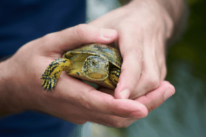 Are Red Eared Slider Turtles Poisonous? 1