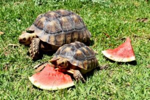 Can Box Turtles Eat Watermelon? 8