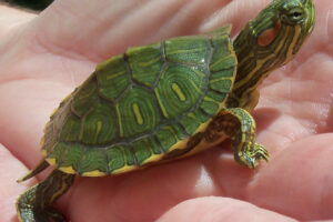 How To Get Rid Of Red Eared Slider Turtles? 7