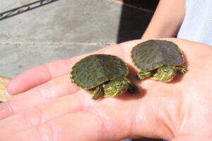 How Big Do Baby Red Ear Slider Turtles Get? 4