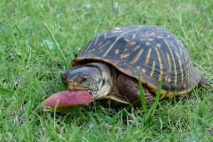 Can Box Turtles Eat Peaches? 9