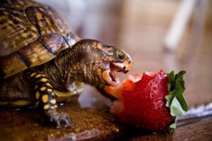 Do Box Turtles Eat Strawberries? 5