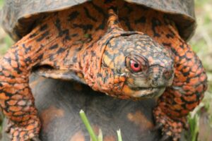 Do Box Turtles Need Heat Lamps? 4