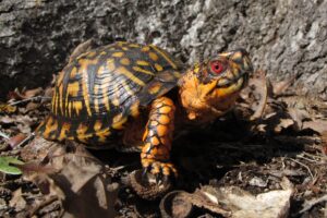 Can You Keep An Eastern Box Turtle As A Pet? 9