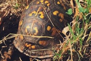 What Does A Box Turtle Nest Look Like? 9