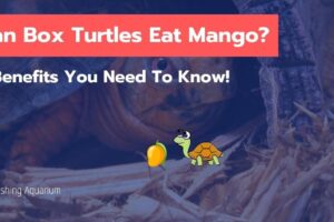 Can Box Turtles Eat Mango? 4