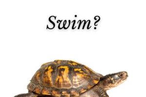 Can Box Turtles Swim 5