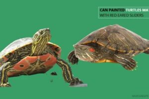 Will A Painted Turtle Mate With A Red Eared Slider? 2