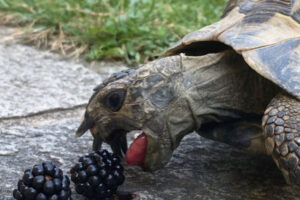 Can Red Eared Slider Turtles Eat Blackberries? 3