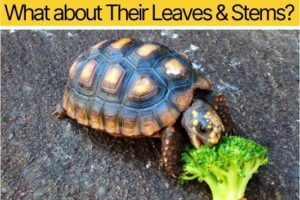 Can Box Turtles Eat Broccoli? 9