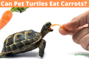 Do Box Turtles Eat Carrots? 2