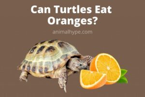 Can Red Eared Slider Turtles Eat Oranges? 5