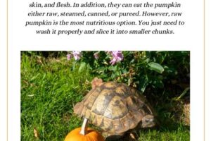 Can Box Turtles Eat Pumpkin? 5