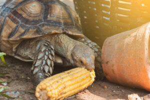 Can Red Eared Slider Turtles Eat Corn? 5