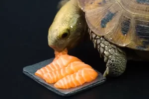 Can Red Eared Slider Turtles Eat Salmon? 4