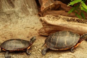 Can Two Red Eared Slider Turtles Live Together? 5