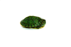 Where To Buy Baby Red Eared Slider Turtles In Indiana? 3