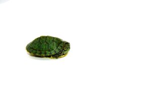 Where Can I Buy Baby Red Eared Slider Turtles? 1