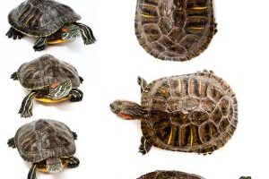 How Quickly Do Red Eared Slider Turtles Grow? 3