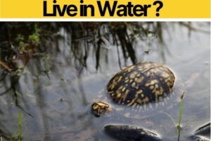 Do Box Turtles Live In Water? 7