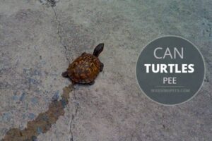 Do Red Eared Slider Turtles Pee? 4