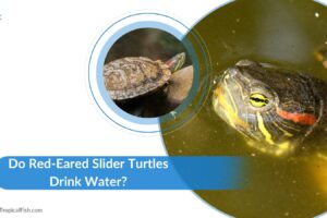 Do Turtles Drink Water? 4