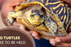 Do Box Turtles Like To Be Held? 5