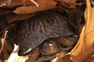 When Do Box Turtles Hibernate? 9