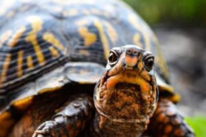 Do Box Turtles Need Uvb? 1