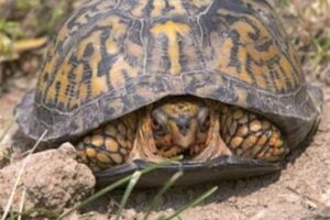 Are Box Turtles Territorial? 8