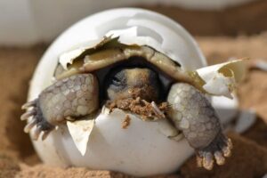 Incubating Box Turtle Eggs? 6