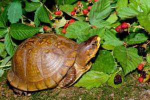 Can Box Turtles Eat Blackberries? 2