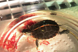 Can Red Eared Slider Turtles Eat Bloodworms? 1