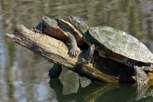 Can Hermanns Tortoise Intercourse With Red Ear Slider Turtle? 1