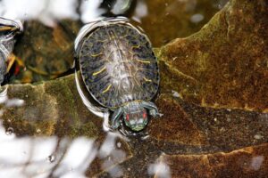 Can Red-eared Slider Turtles Live In Tap Water? 2