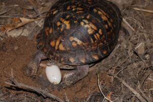 When Do Eastern Box Turtles Lay Eggs? 4